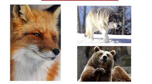 Презентація "Wild Animals" з англійської мови для учнів початкових класів (фото тварин, короткий опис тварин).