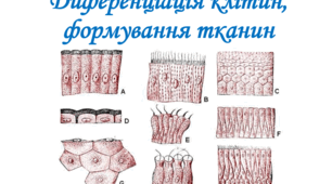 Диференціація клітин, формування тканин