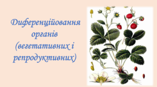 Диференційовання органів (вегетативних і репродуктивних)