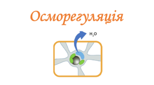 Осморегуляція (10 клас профіль)