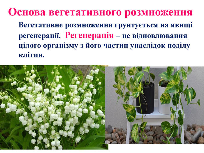 0501vcz6-6f72-700x525.jpg