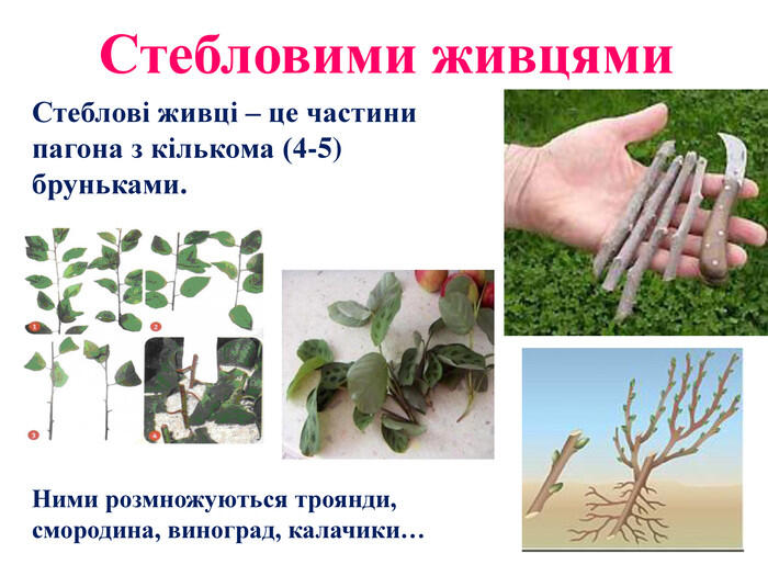 0501vczb-3cc5-700x525.jpg