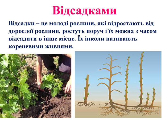 0501vczr-c263-700x525.jpg