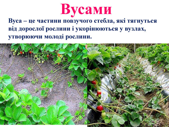 0501vczt-b133-700x525.jpg