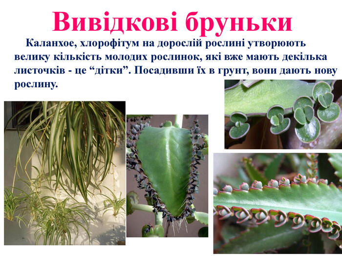 0501vd06-d8de-700x525.jpg