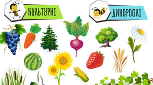 Дикорослі та культурні рослини