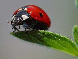 0501vh98-173e-255x191.jpg