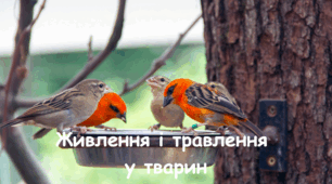 7 кл. Тест "Живлення і травлення"