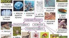 Вікторина .Різноманітність безхребетних тварин