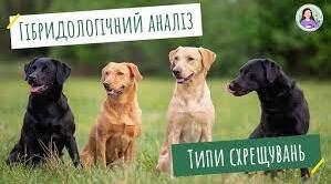 Закономірності спадковості. Гібридологічний аналіз
