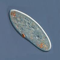 Инфузория-туфелька Paramecium caudatum купить