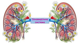 Перевірка знань "Сечовидільна система"