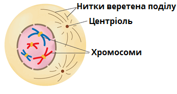 профаза мітозу.png