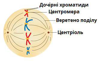 метафаза мітозу.png