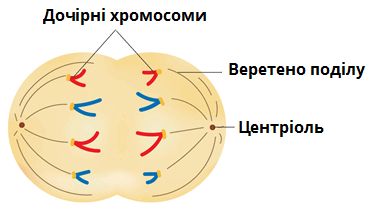 анафаза.png
