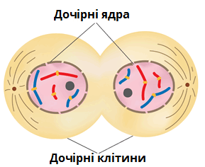 телофаза мітозу.png