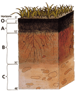 150px-Soil_profile.png (150×183)