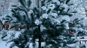 Презентація фото  "Дерева взимку"