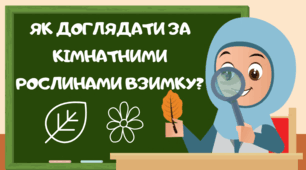 Як доглядати за кімнатними рослинами взимку?