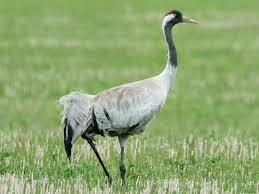 Журавель сірий - eBird