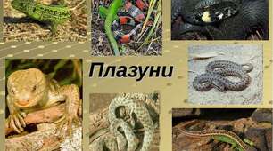 Плазуни 3 клас 