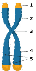 0501wkxl-108e-228x447.png