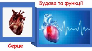 Будова та робота сердця 