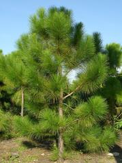 Сосна еліота Pinus elliottii - Екомалина