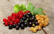 Украинских производителей смородины призвали заниматься ее продвижением • EastFruit